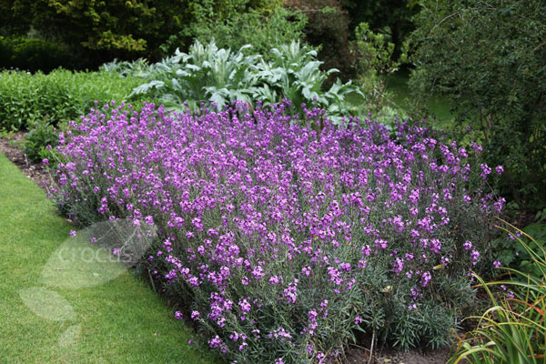 شب بوی بنفش